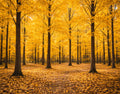 Golden Forest Glow – Autumn Woodland Wall Art (Digital Download)