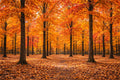 Golden Autumn Forest Wall Art – Vibrant Fall Landscape Print